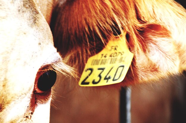 Vaca identificación electrónica